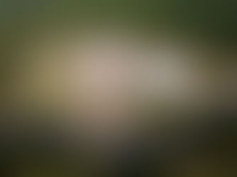 FSFX - Nota de Utilidade Pública