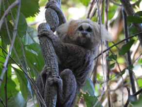 Parceria entre CENIBRA e universidade conserva espécie ameaçada de extinção