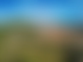 Novo site da CENIBRA destaca ações de sustentabilidade