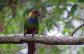 Domingo terá observação de aves no Parque Estadual do Rio Doce