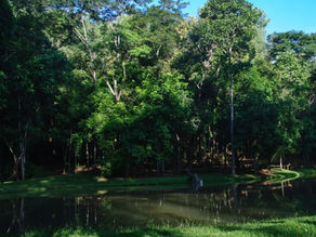 Aperam reforça importância das árvores com projetos perenes