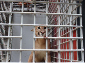 Cebus entrega onça parda ao IEF para soltura