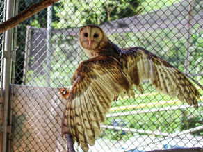 Corujas serão soltas, após terem sido reabilitadas no Centro de Biodiversidade da Usipa