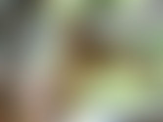 Corujas serão soltas, após terem sido reabilitadas no Centro de Biodiversidade da Usipa