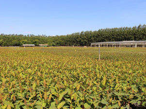 Avanços na pesquisa florestal