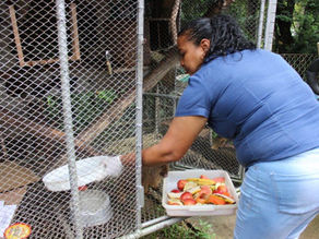 Empregados e voluntários do Cebus se revezam para cuidar dos animais