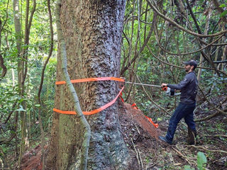 Estudo revela segredo de gigantes centenárias