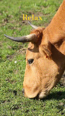 bloggif_673cf3f48d827.gif