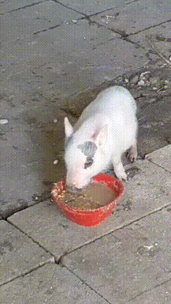bloggif_673cf7e4a440a.gif