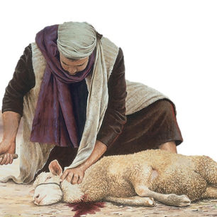 غنم الذبح - - - - - - - - - - - ق. د. عزت حكيم
