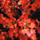 Thumbnail: Maple Tree
