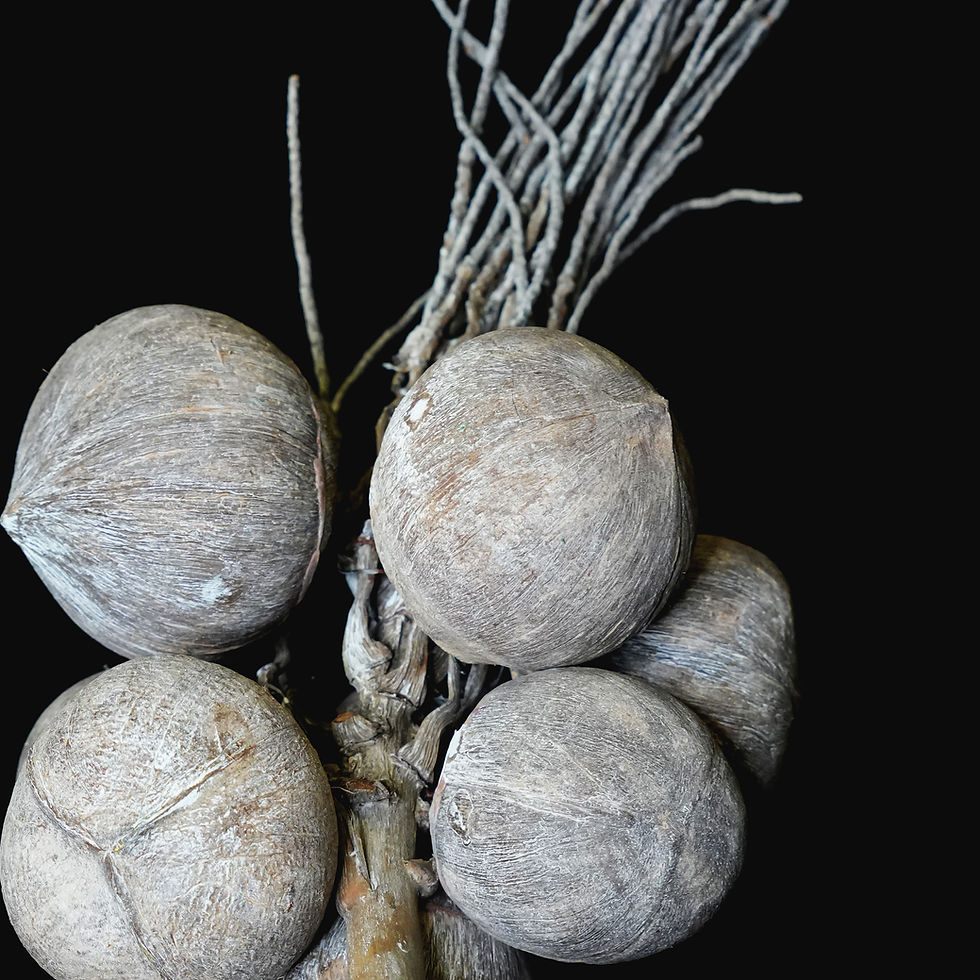 Thumbnail: Coconut Branch