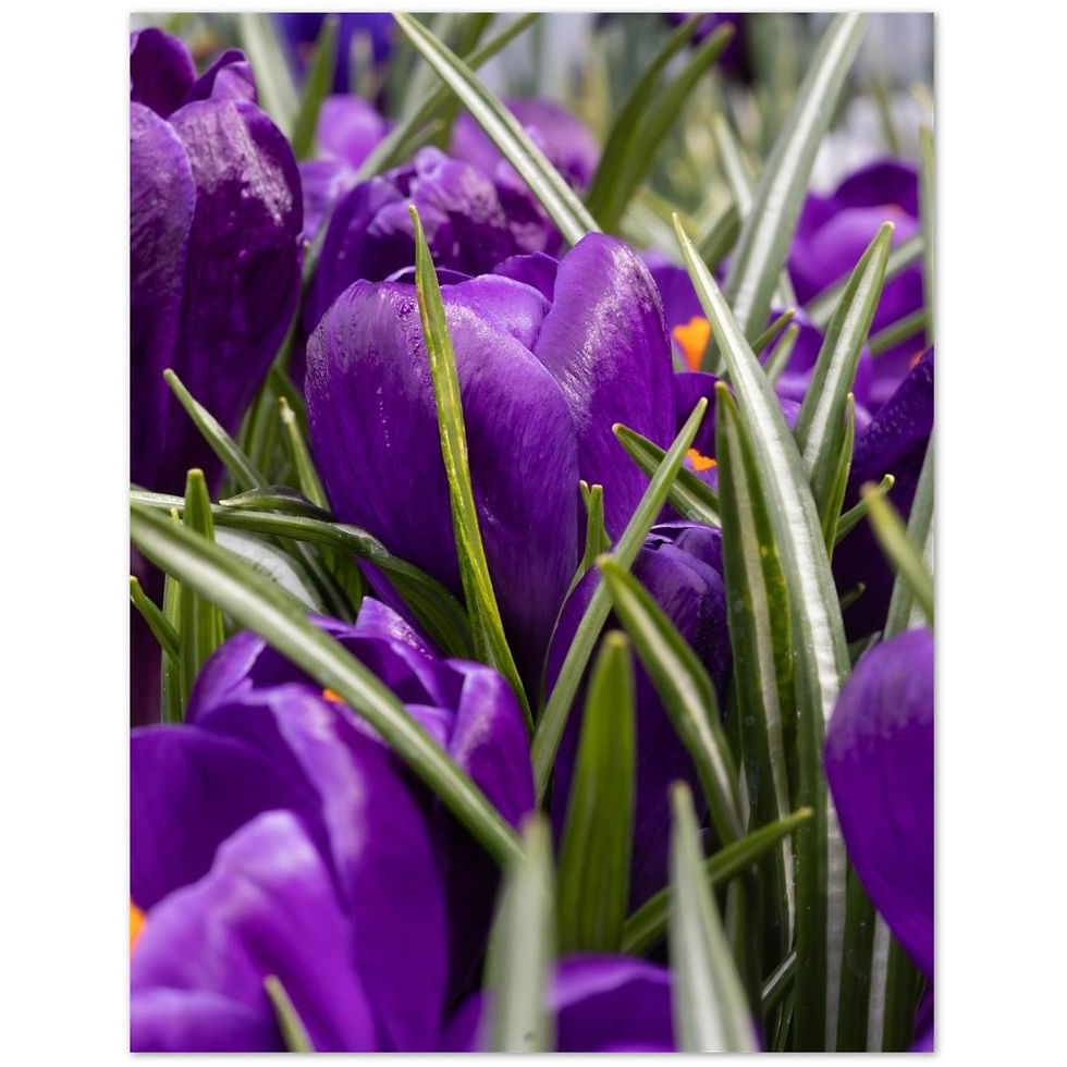 Pack of 10 Post Cards (US & CA)