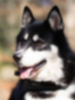 Wolfshund