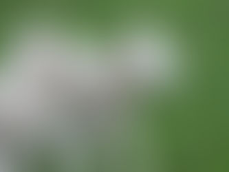 A Sovereign Shepherd