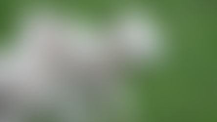 A Sovereign Shepherd