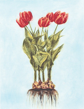 Watercolor painting of tulips, by Maddie Miller