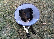 cone-of-shame-2093433_640.jpg