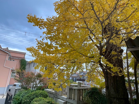 黄色く色づいた銀杏