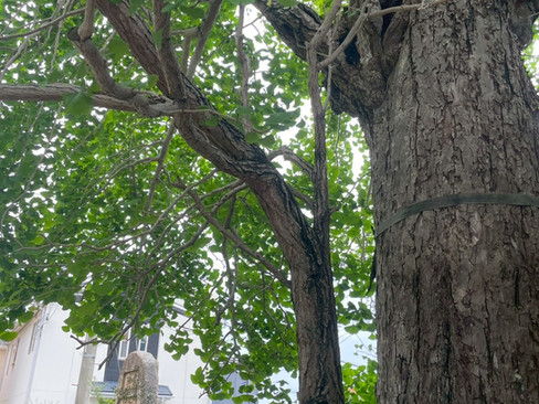 新緑の銀杏と泉隆寺の境内風景