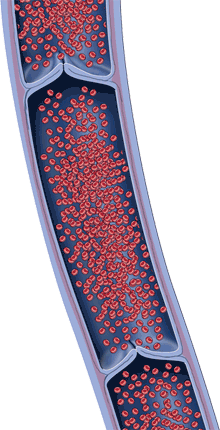 bloodflow1.gif