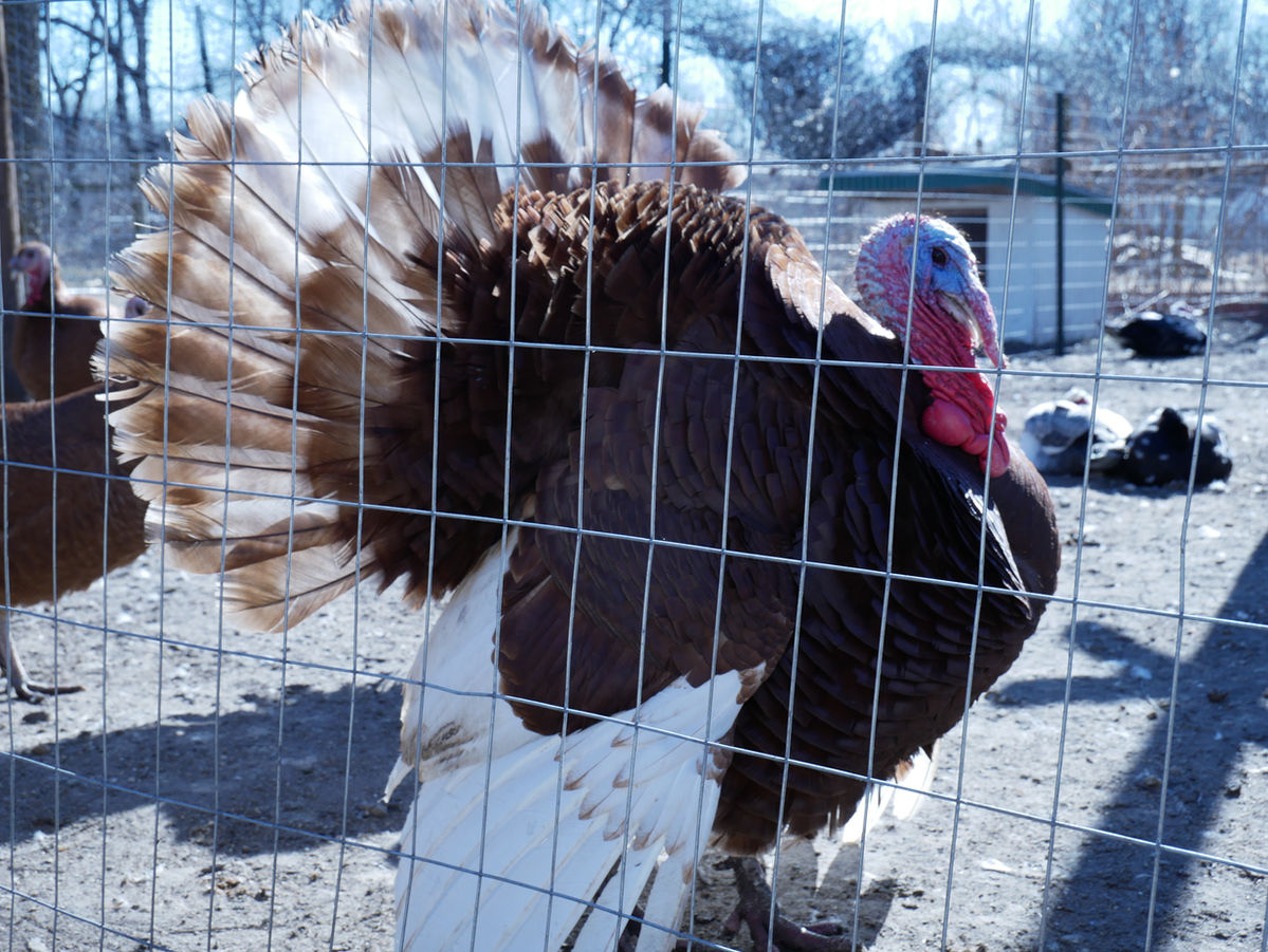 turkey.JPG