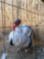 Thumbnail: Royal Palm Turkey
