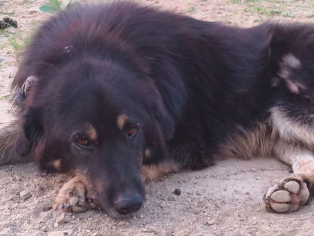 The Inherited Gaze: Pastoral Life and the Disappearing Bakarwali Dogs