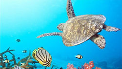 TORTUGAS EN RIVIERA