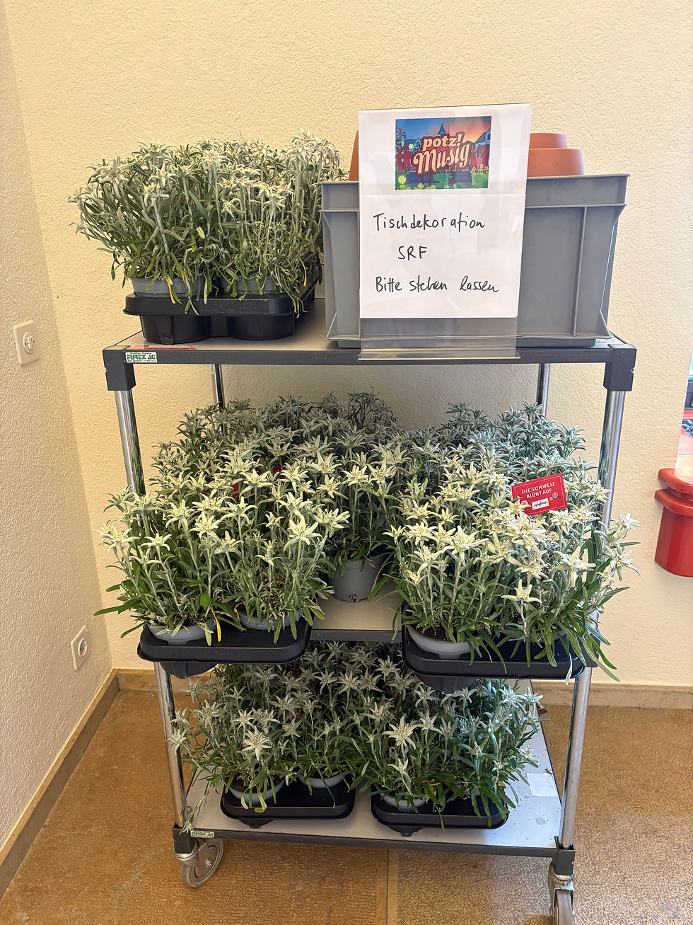 Trouvaille im Medienzentrum des Eidgenössischen Jodlerfestes: Vom Berg direkt ins Rampenlicht, Edelweiss auf dem Weg zur Fernsehkarriere.