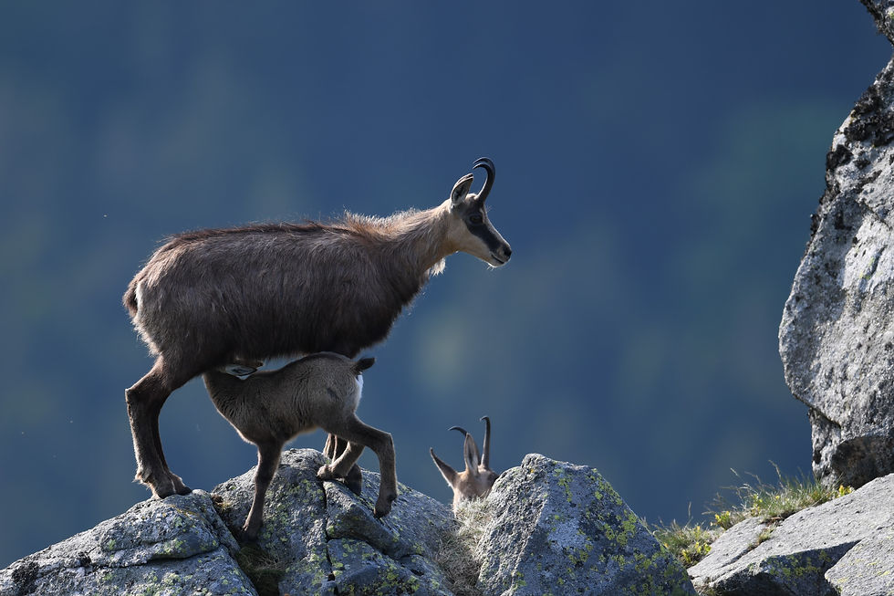 Miniature : Aska petit prince du Hohneck