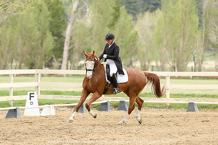 Dressage Rider riding a Grad Prix test