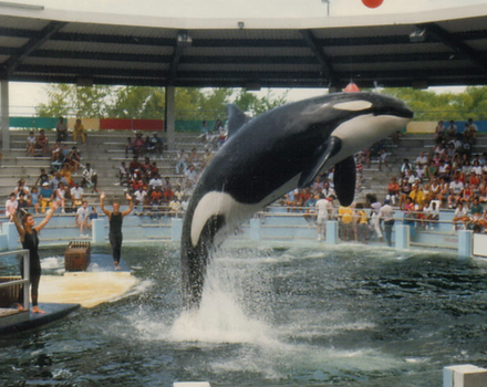 Photograph of an orca diving in a Sea World–like setting before an audience.