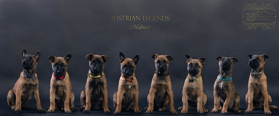 A-Wurf der Austrian Legends