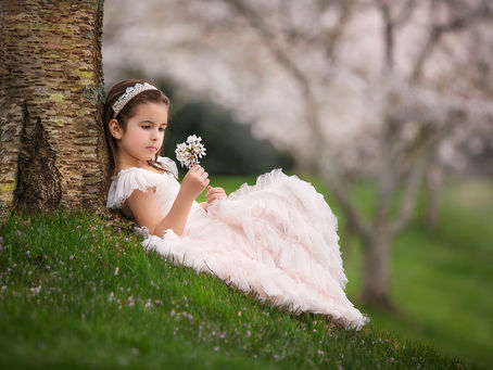Cherry Blossom