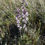 Thumbnail: Organ Mountain Larkspur Seed,  Delphinium wootonii
