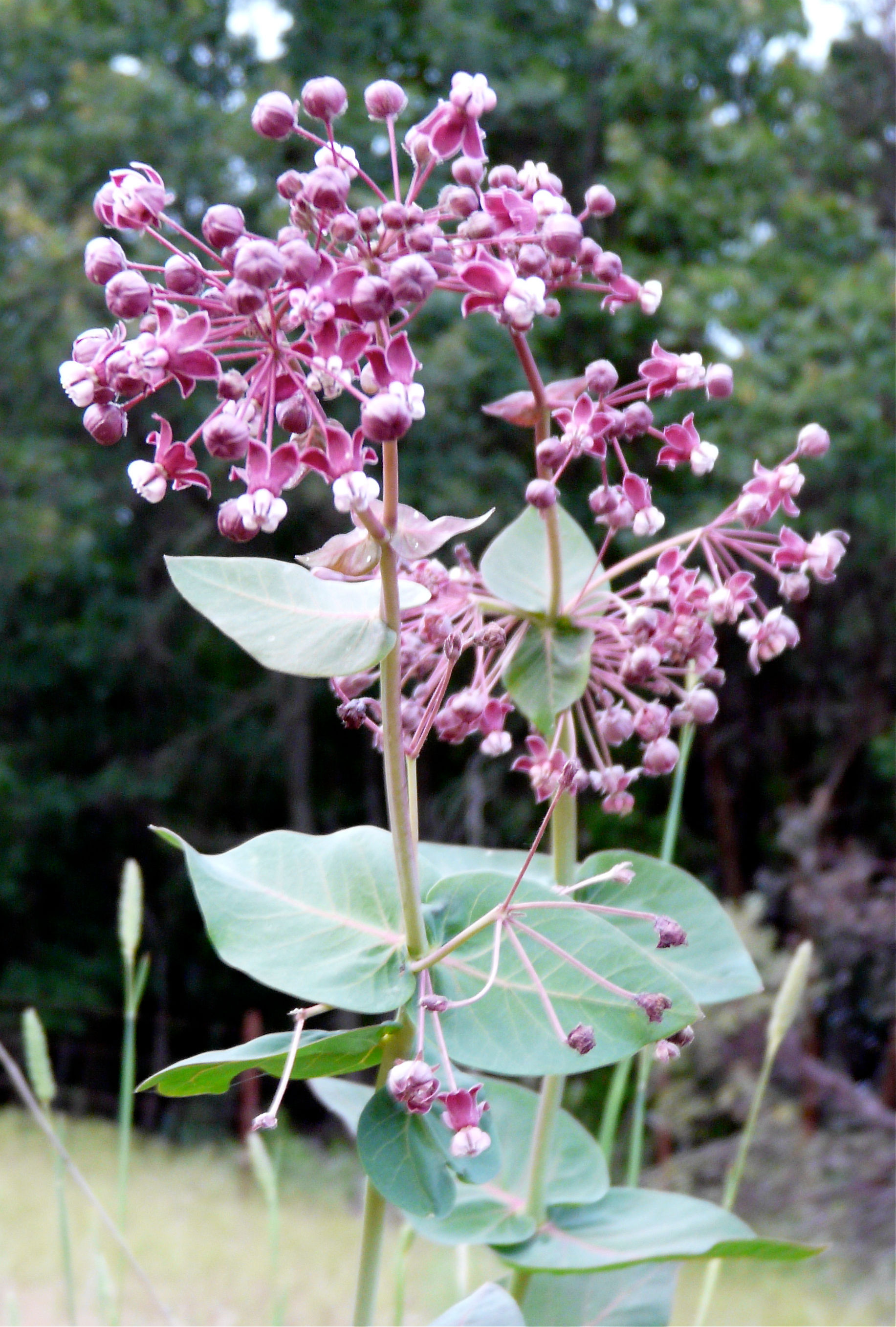 Heart-Leaf Milkweed Seed, Asclepias cordifolia