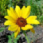 Thumbnail: Common Sunflower Seed, Helianthus annuus
