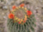 Thumbnail: Candy Barrel Cactus Seed, Ferocactus wislizeni