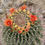 Thumbnail: Candy Barrel Cactus Seed, Ferocactus wislizeni