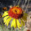 Thumbnail: Red Dome Blanketflower Seed, Gaillardia Pinnatifida