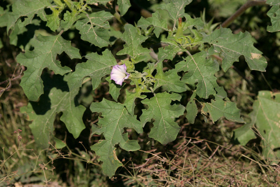 Thumbnail: Oakleaf Datura Seed,  Datura quercifolia