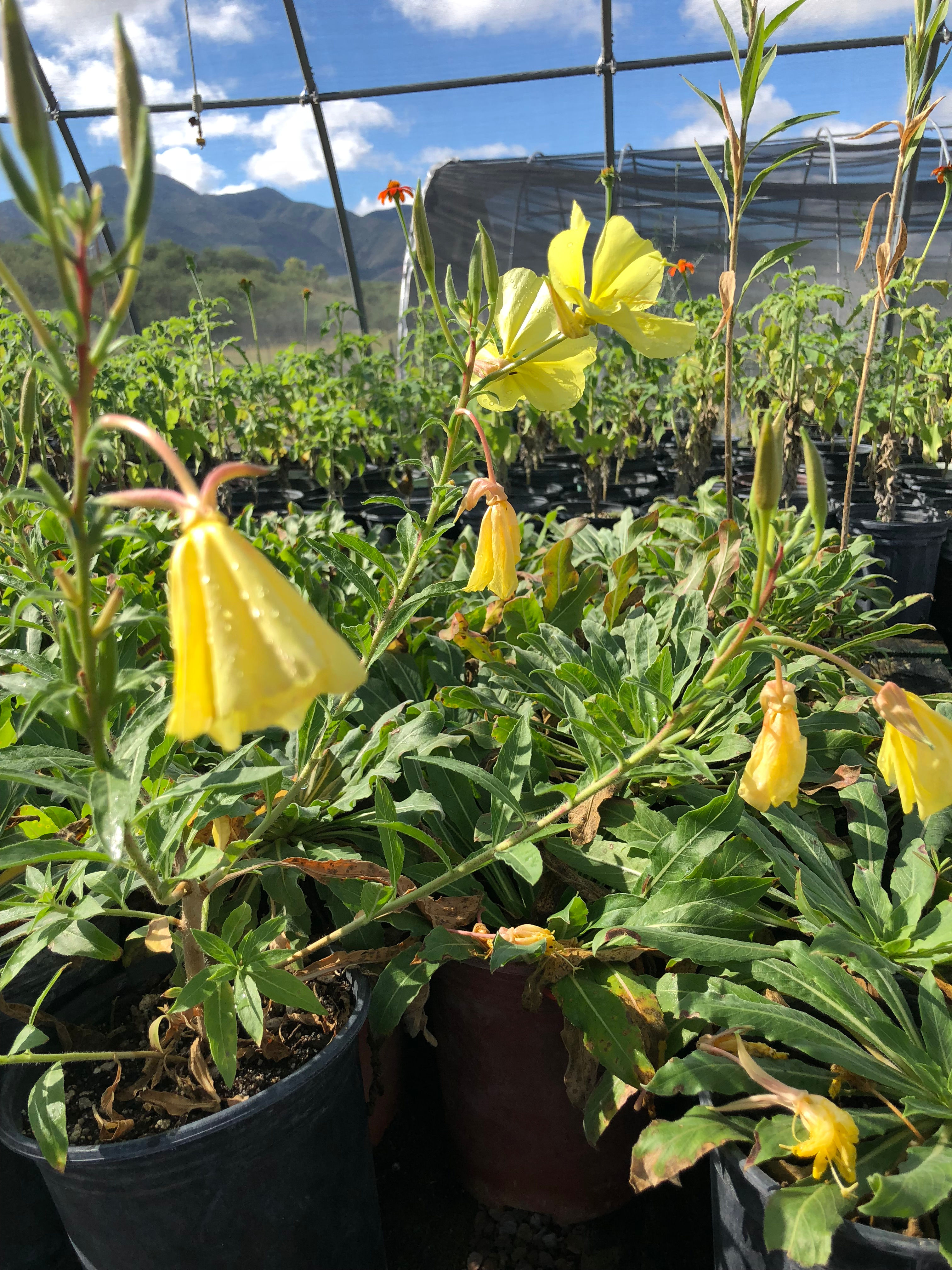 Evening Primrose Seed, Oenothera elata