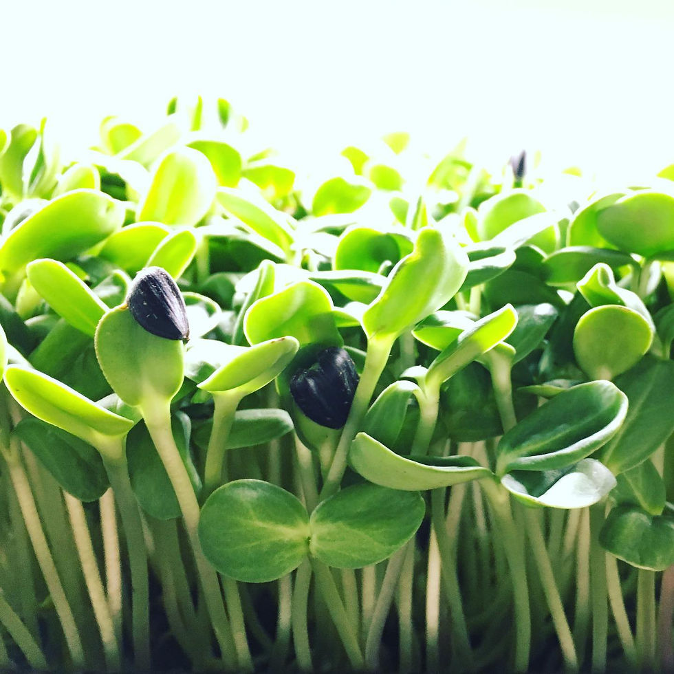 Thumbnail: Sunflower Shoots