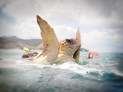 Loggerhead