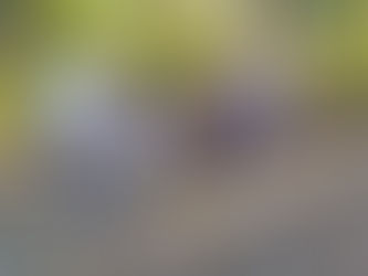 Conservação e revitalização na área verde do Bairro Carvalho Pinto em Pinhal