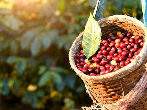 Safra de café 2022 pode chegar a 53,4 milhões de sacas