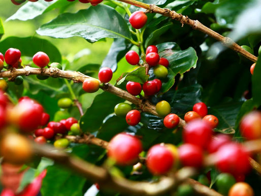 Sobe 19% a exportação de café verde do Brasil em novembro