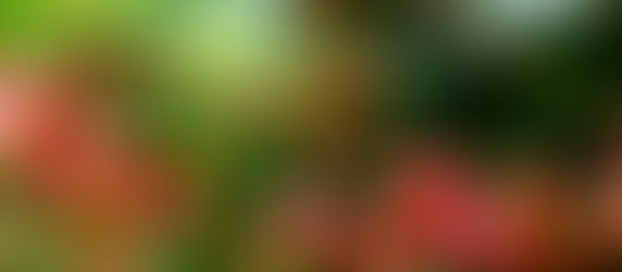 Sobe 19% a exportação de café verde do Brasil em novembro