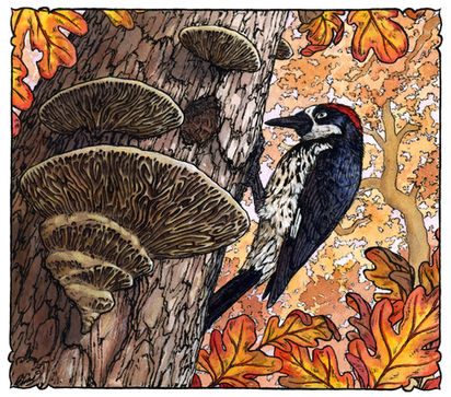 Autumn In The Valley
